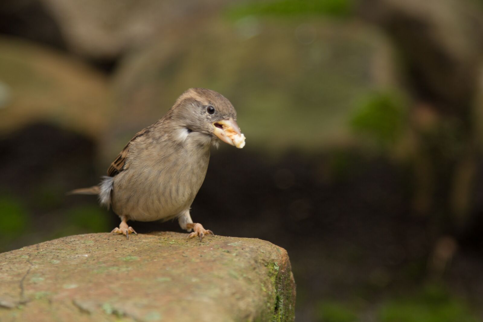 Canon EOS 60D + Canon EF 24-105mm F4L IS USM sample photo. Mus, bird, food photography