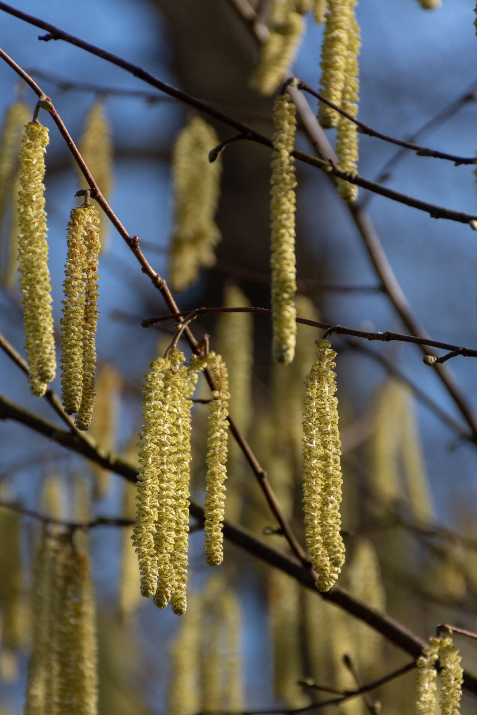Nikon D7200 sample photo. Nature, tree, blossom photography