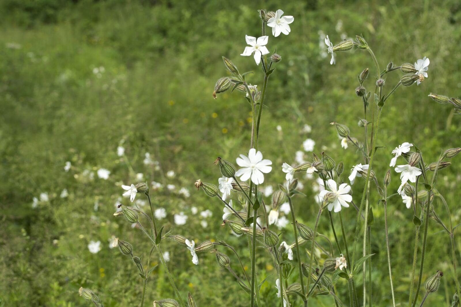 Nikon D7100 sample photo. Wildflowers, nature, bloom photography