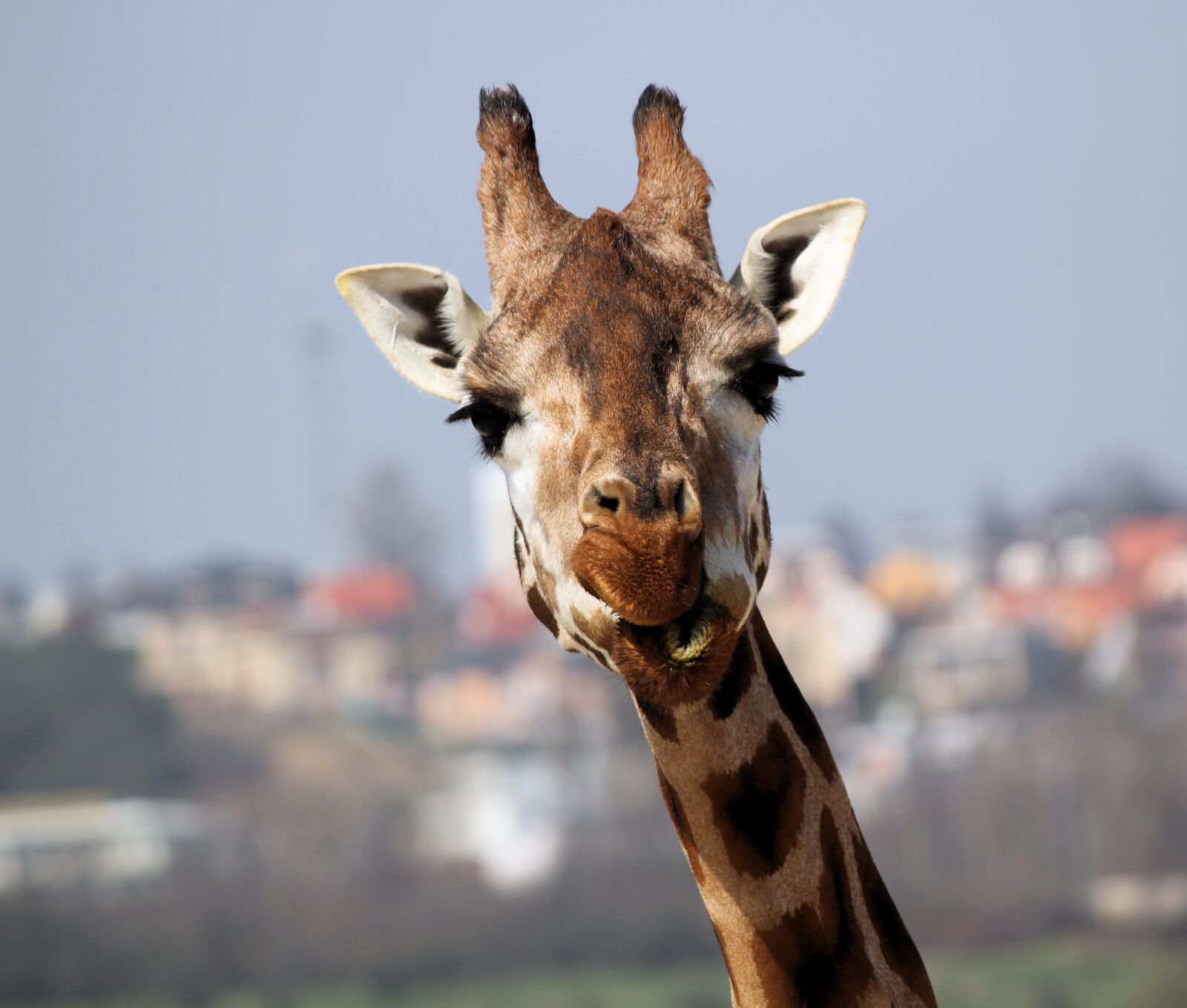 Canon EOS 550D (EOS Rebel T2i / EOS Kiss X4) sample photo. Giraffe, portrait, head photography