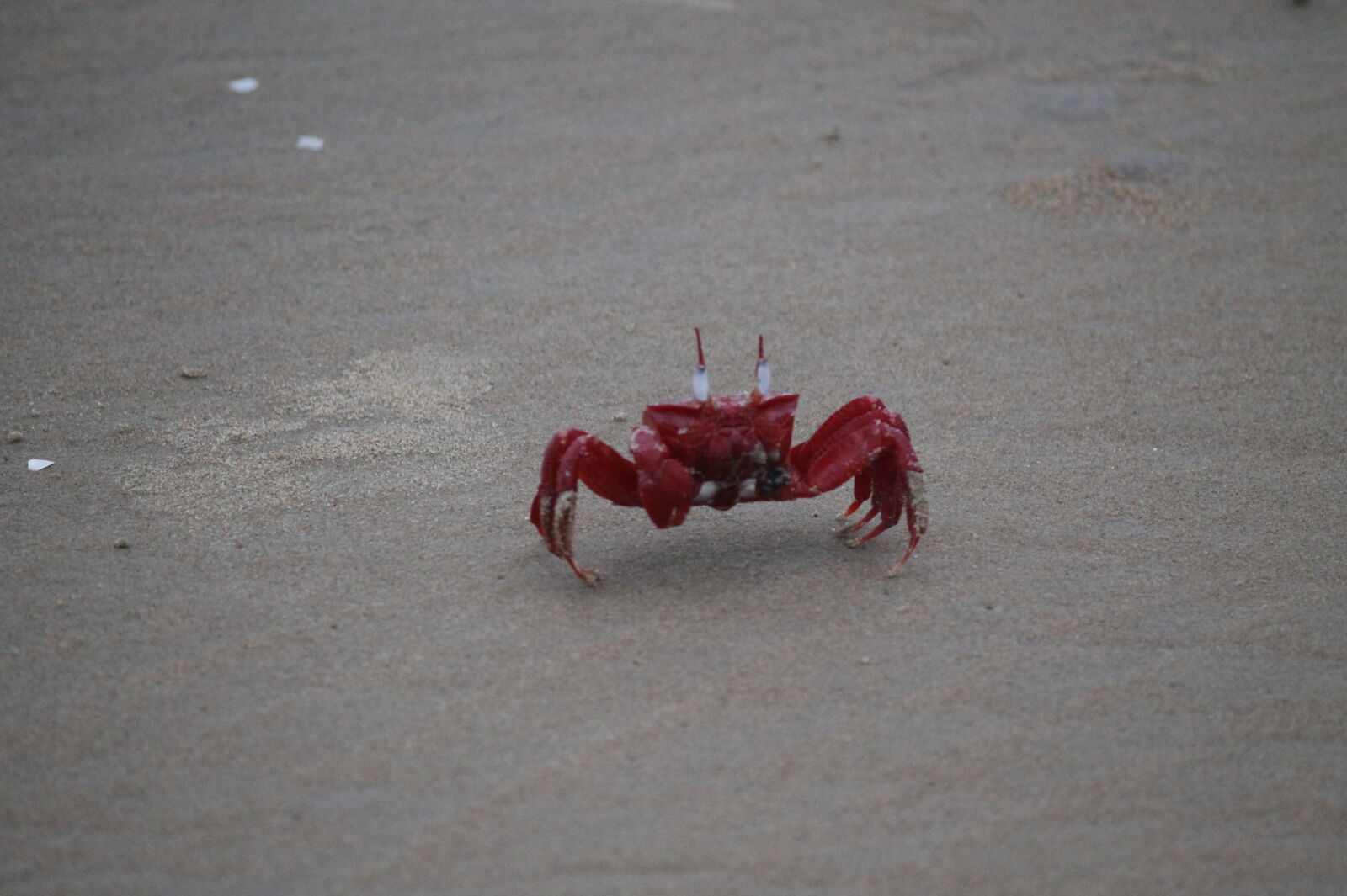 Canon EF-S 55-250mm F4-5.6 IS II sample photo