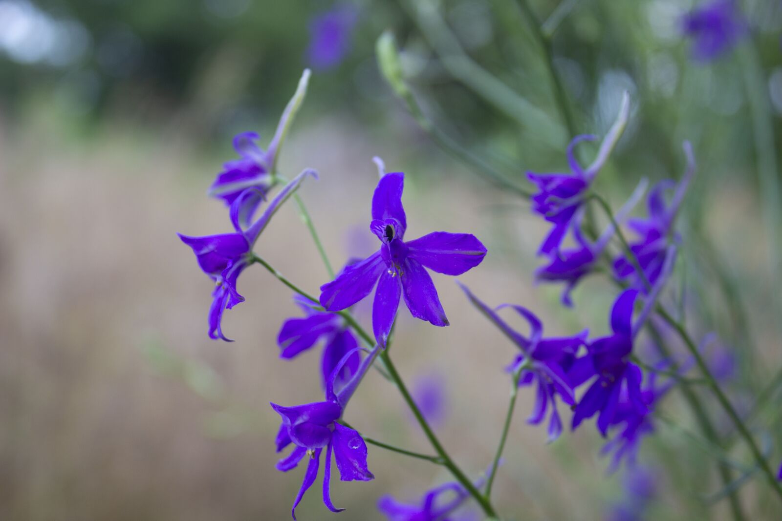 Canon EOS 600D (Rebel EOS T3i / EOS Kiss X5) sample photo. Counterpart, flowers, purple photography