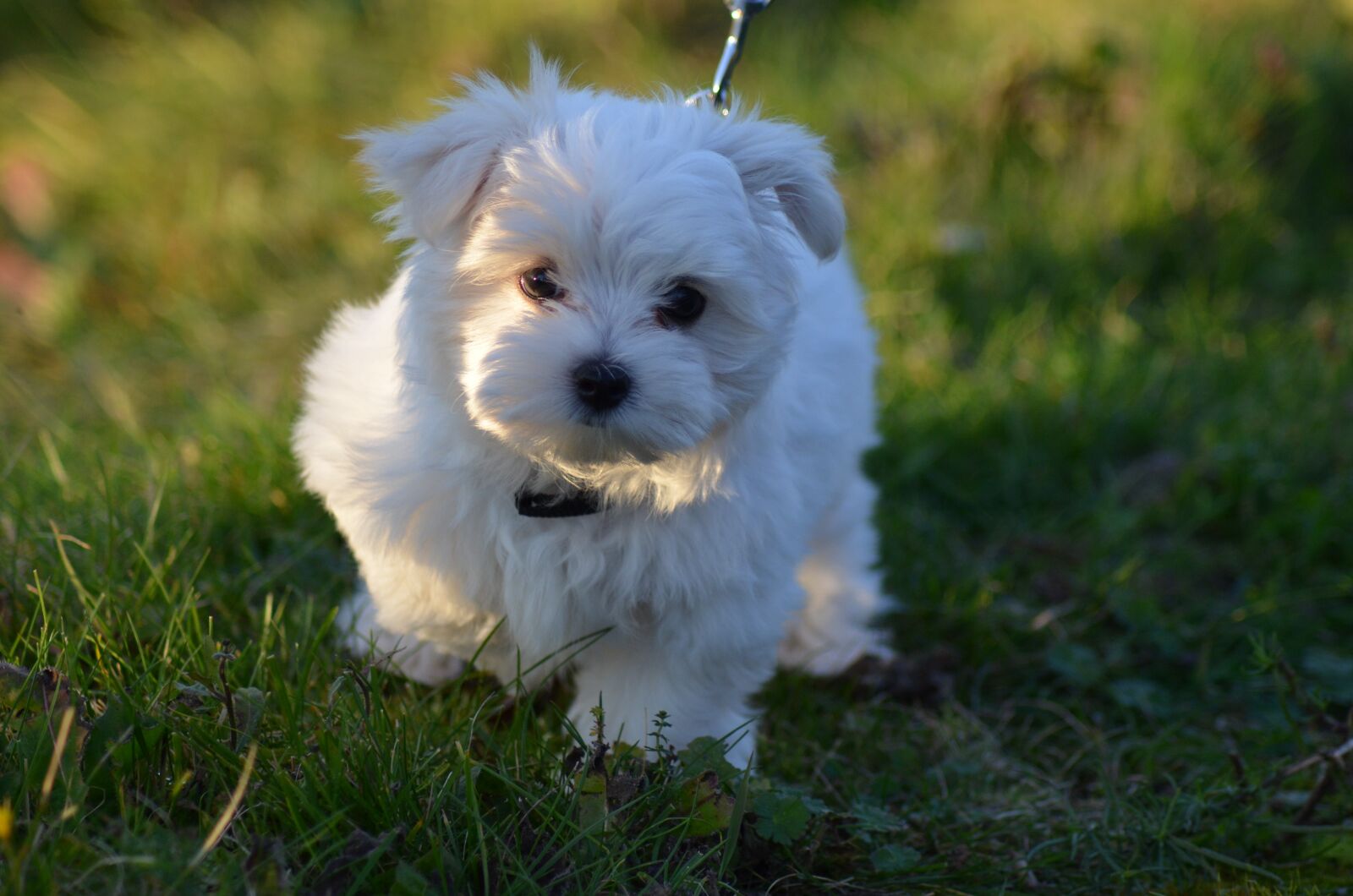 Nikon D5100 sample photo. Dog, white, mammal photography