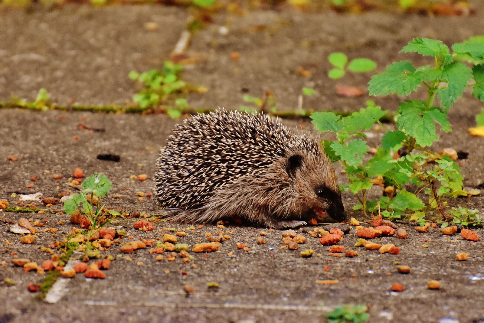 Nikon D7200 sample photo. Hedgehog child, young hedgehog photography