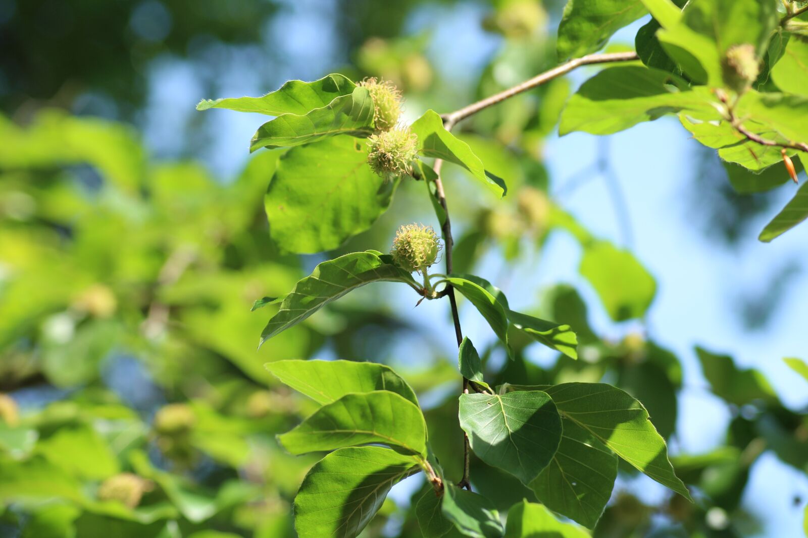 Canon EOS 1200D (EOS Rebel T5 / EOS Kiss X70 / EOS Hi) sample photo. Beech, tree, the fruit photography