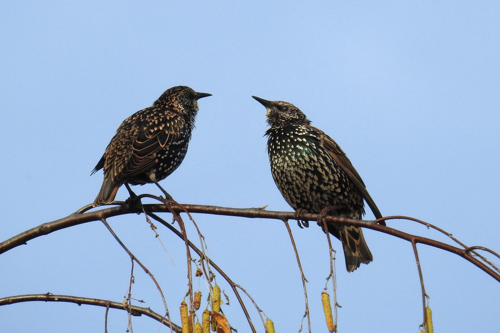 Nikon Coolpix P900 sample photo. Birds, stare, nature photography