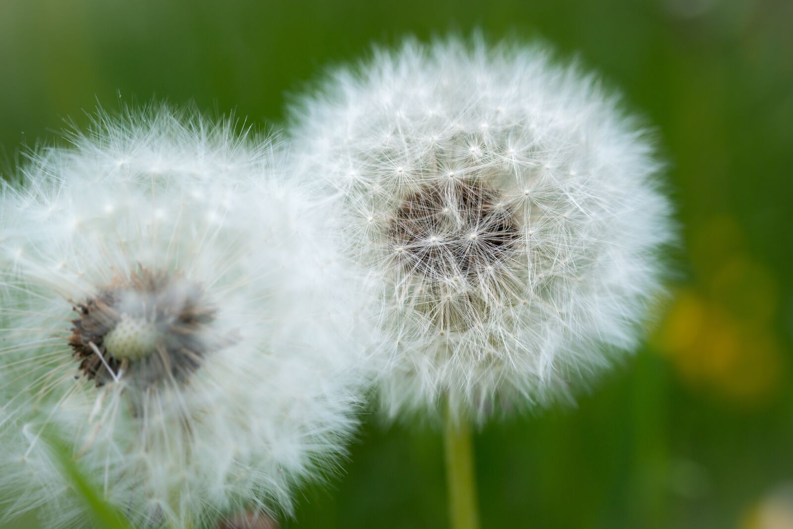 Samsung NX300M sample photo. Dandelion, spring, yellow flower photography