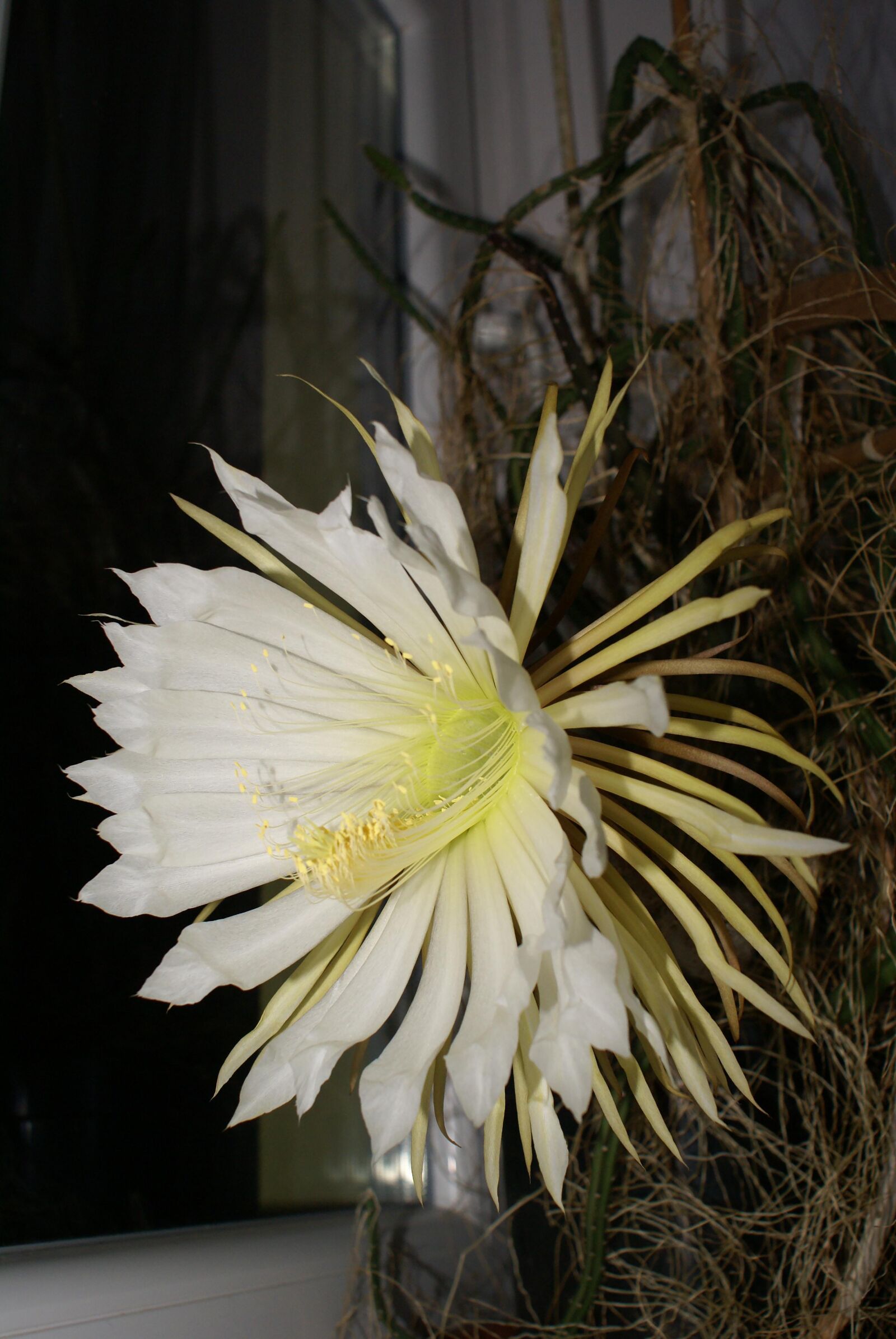 Sony Alpha DSLR-A100 sample photo. Blossom, bloom, queen of photography