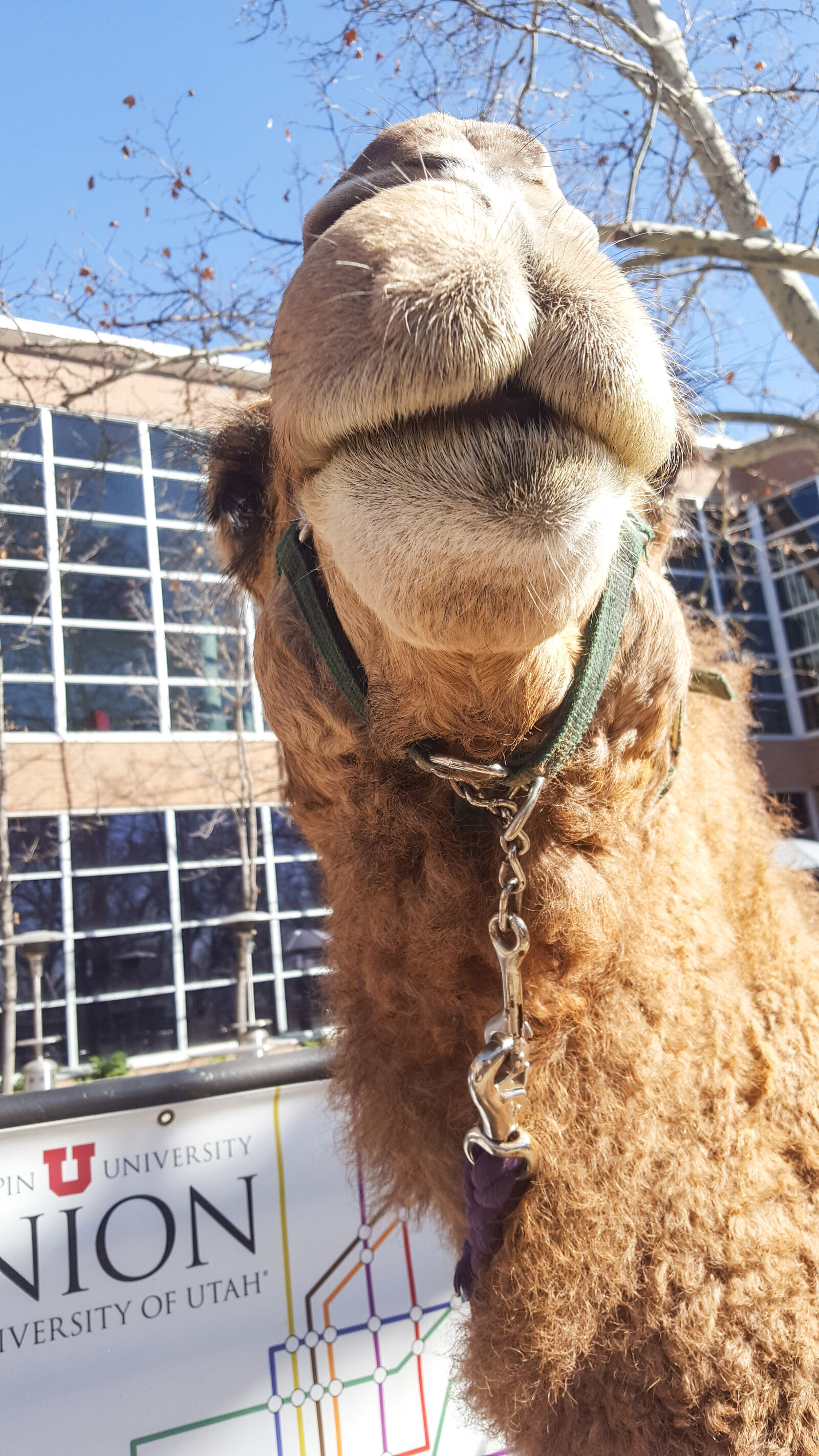 Samsung Galaxy S6 sample photo. Camel, university, of, utah photography