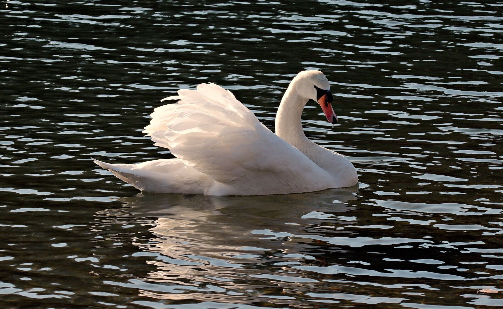 Canon EOS 80D sample photo. Lake, bird, water, swan photography