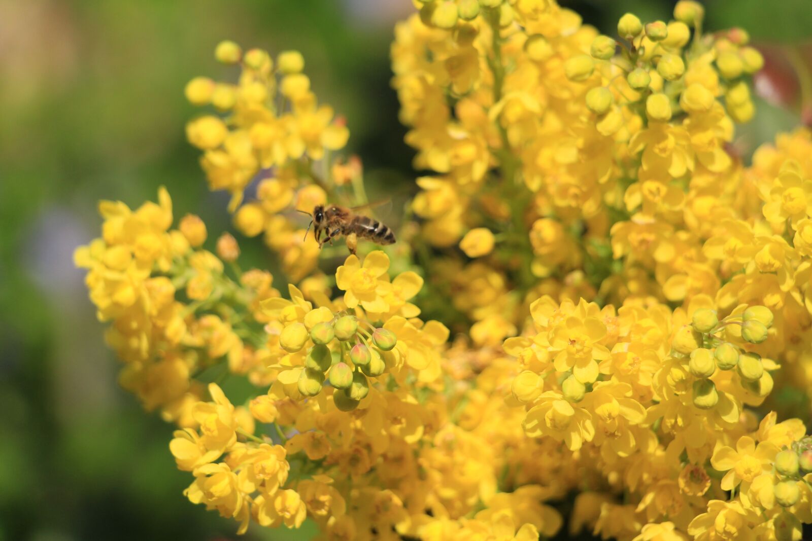 Canon EOS 700D (EOS Rebel T5i / EOS Kiss X7i) sample photo. Bee, flowers, insect photography