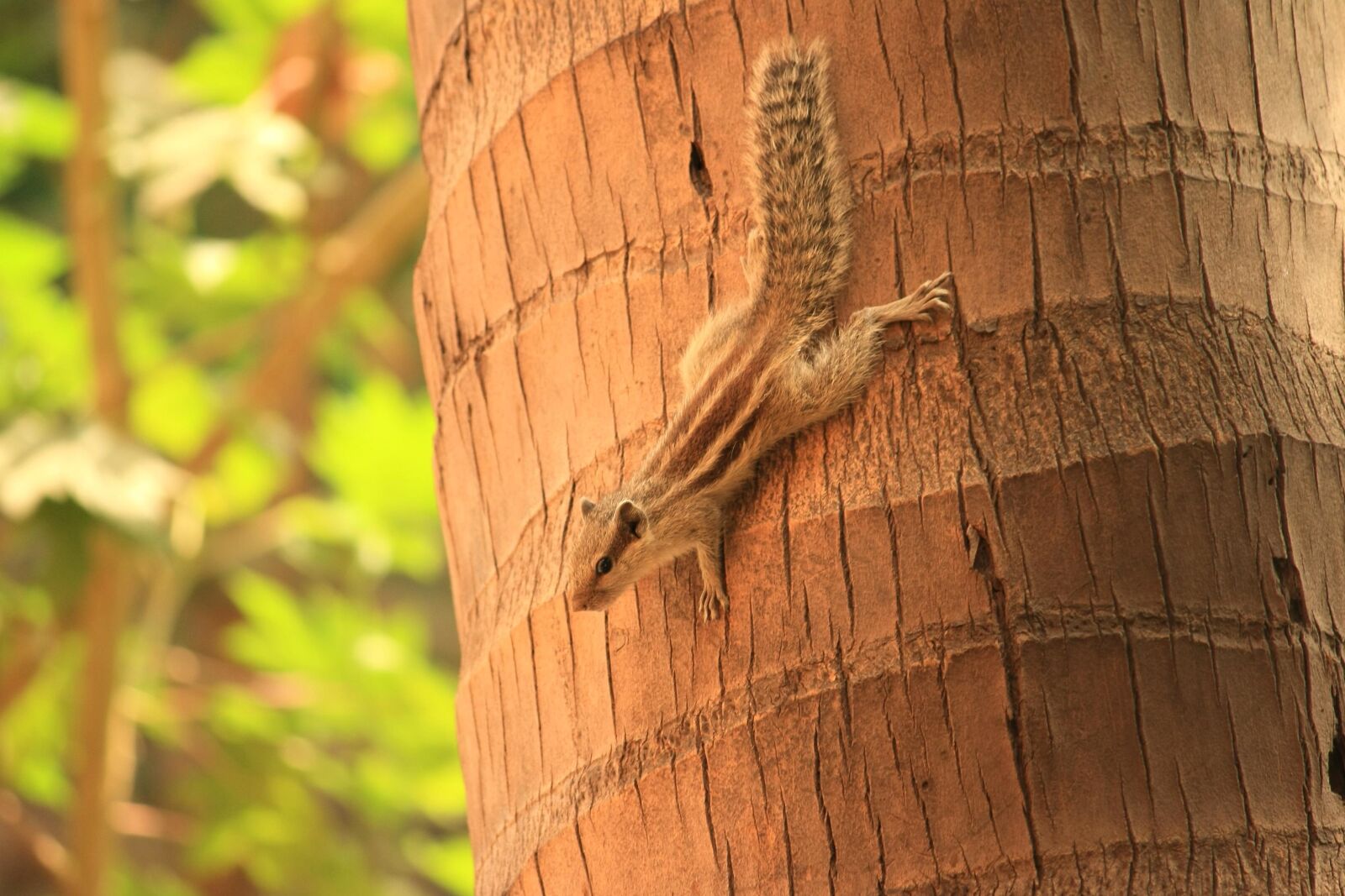 Canon EOS 1000D (EOS Digital Rebel XS / EOS Kiss F) sample photo. Tree, rodent, squirrel, animal photography