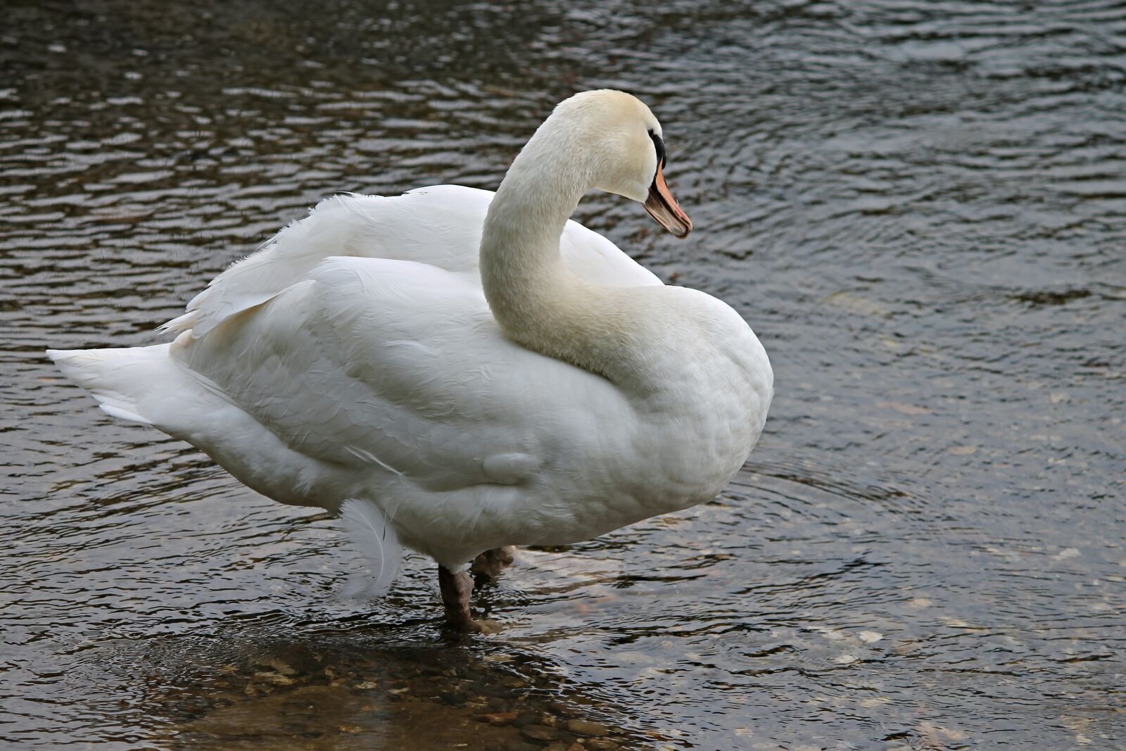 Canon EOS 1100D (EOS Rebel T3 / EOS Kiss X50) sample photo. Swan, clean, stand photography
