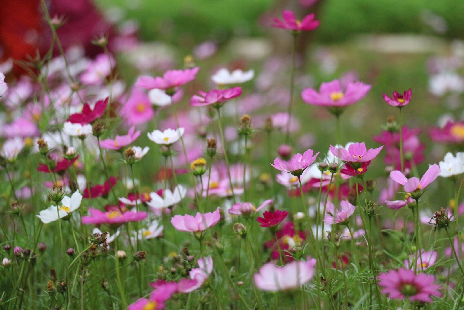 Canon EOS 700D (EOS Rebel T5i / EOS Kiss X7i) sample photo. Flower, nature, plant photography