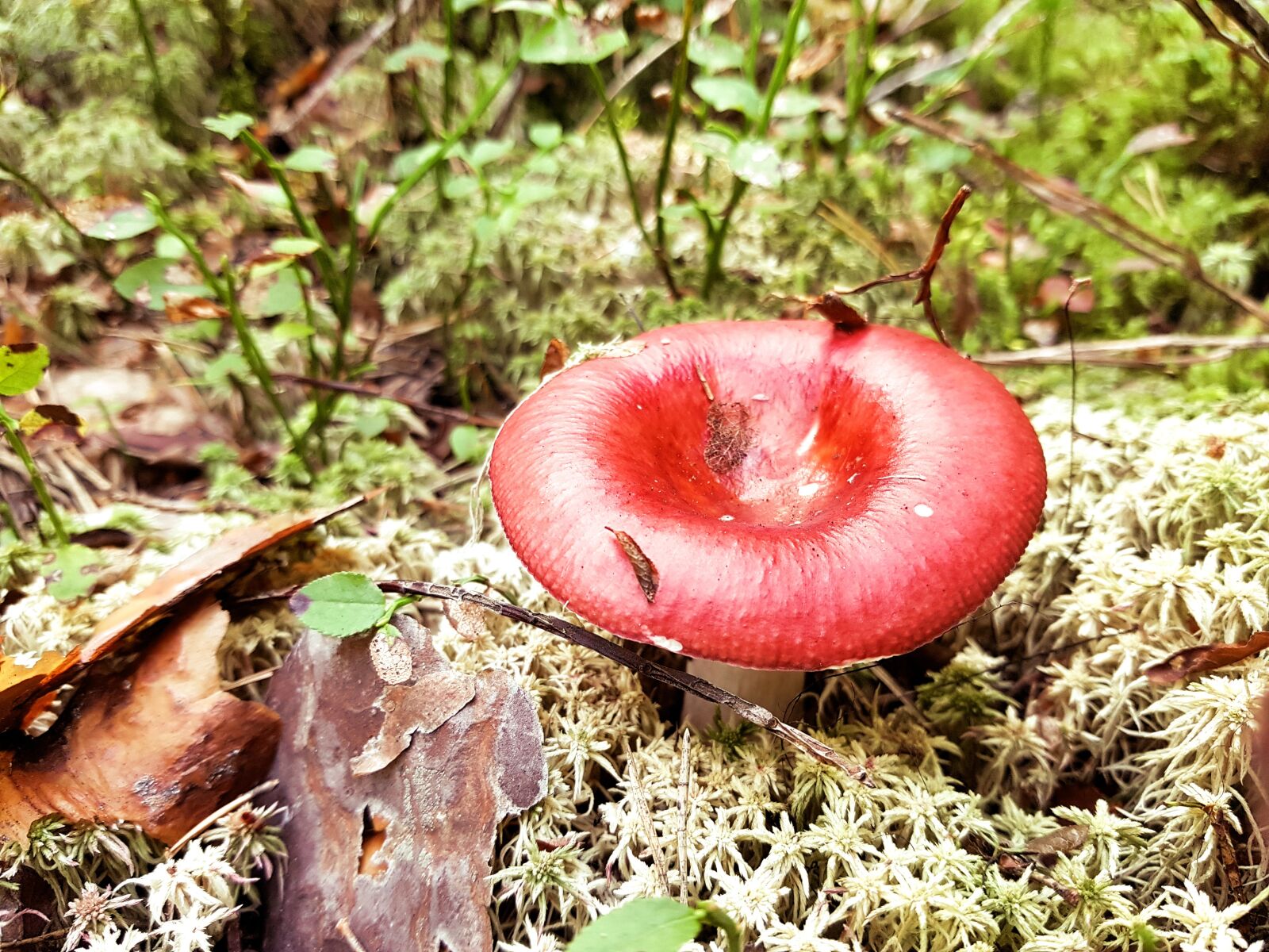 Samsung SM-G930F sample photo. Mushroom, nature, forests photography