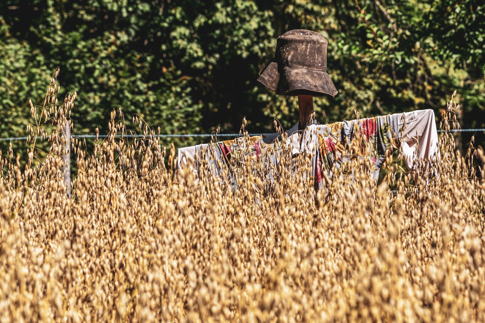 Sony DT 18-135mm F3.5-5.6 SAM sample photo. Oats, grain, cereals photography