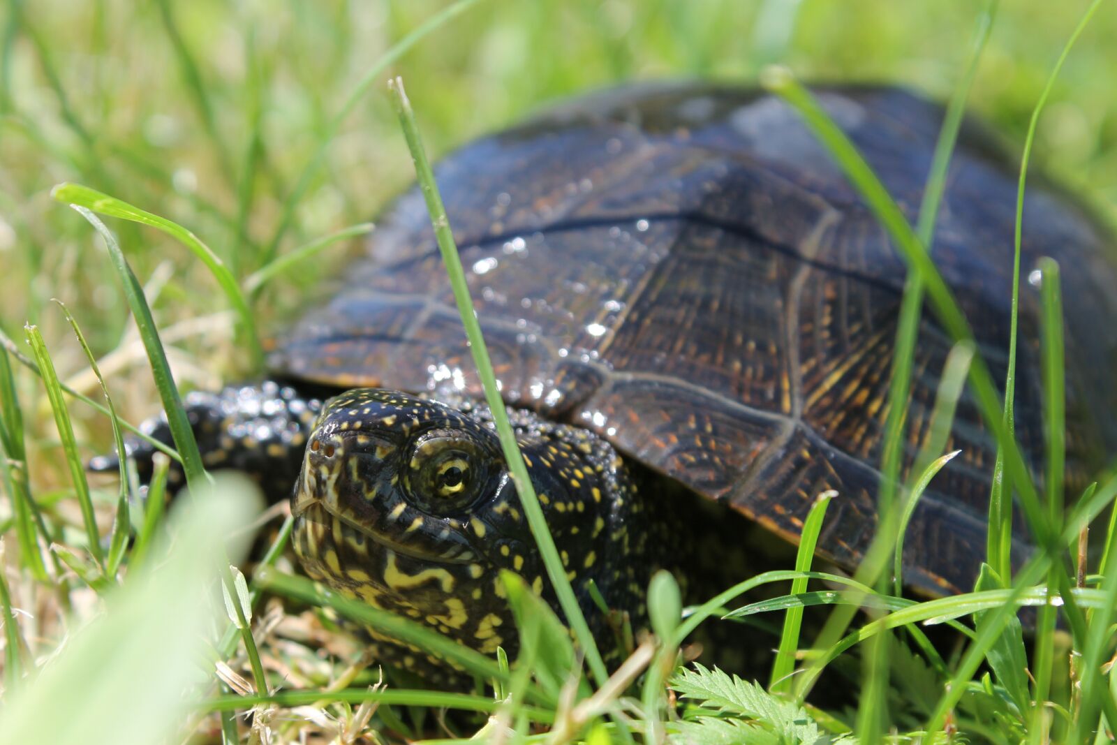 Canon EOS 1100D (EOS Rebel T3 / EOS Kiss X50) sample photo. Nature, reptile, animals photography