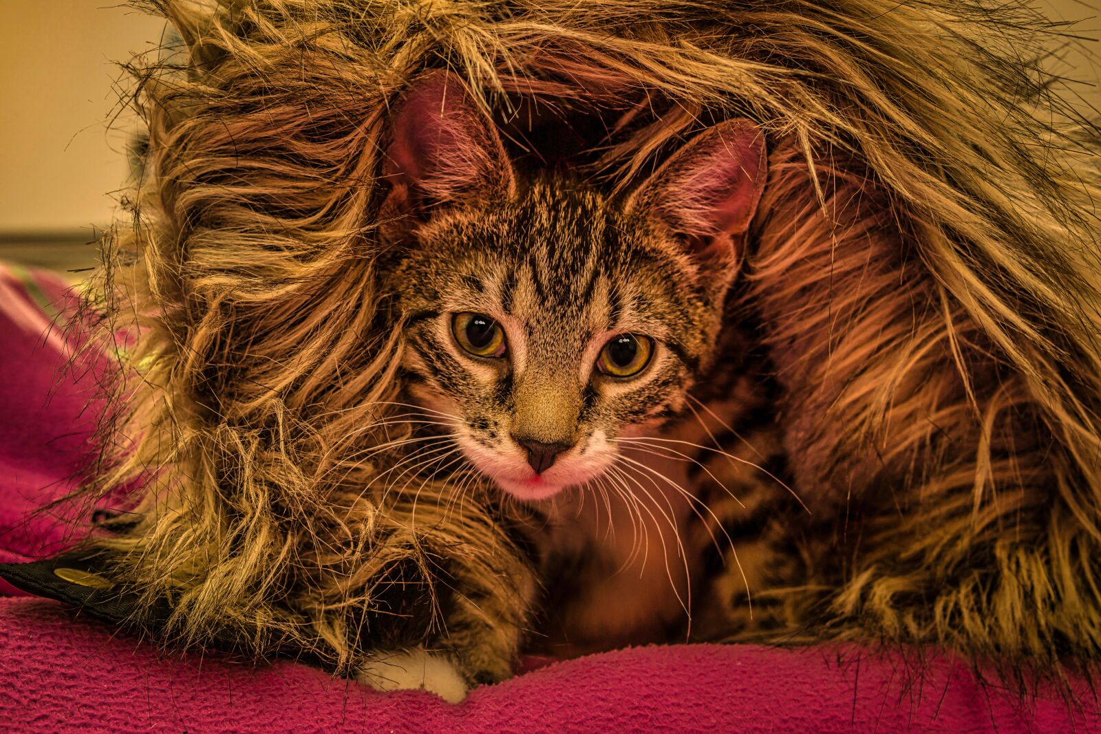 30mm F1.4 DC DN | Contemporary 016 sample photo. Cat, small, mackerel photography