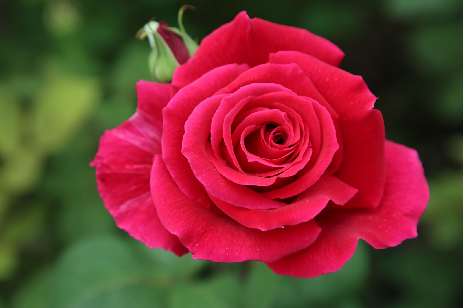 Canon EF 24-105mm F4L IS USM sample photo. Rose, red, greengrass photography