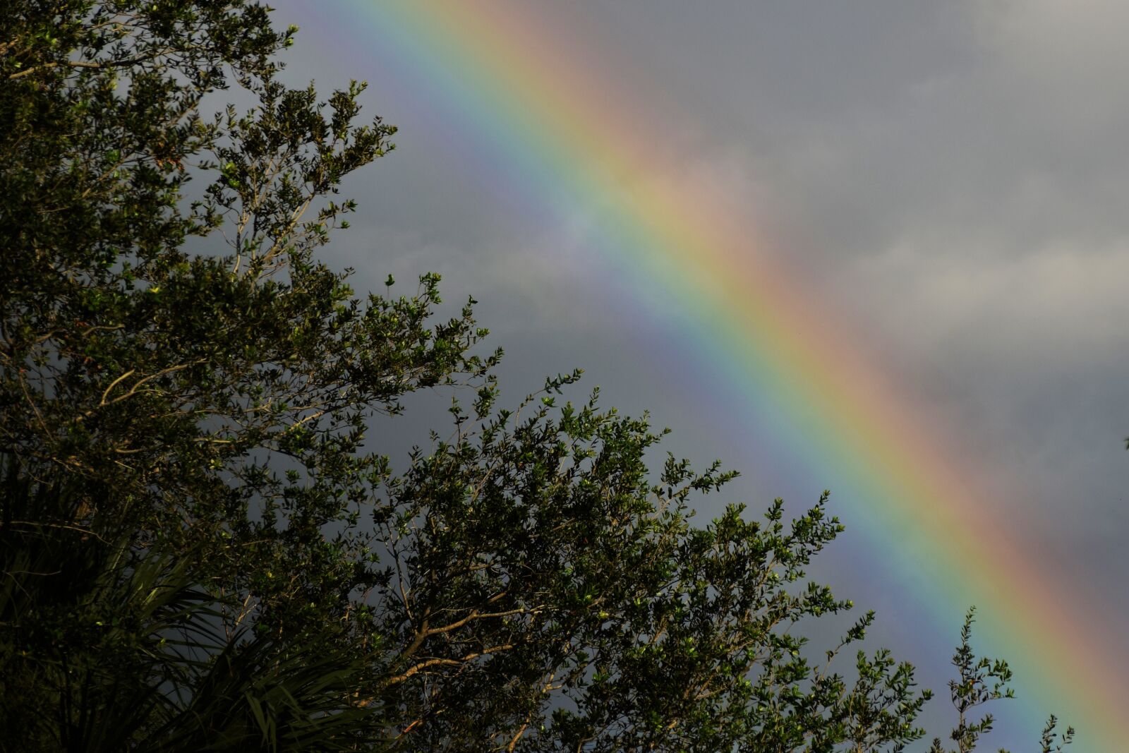 Nikon D3300 sample photo. Rainbow, trees, cloudy photography