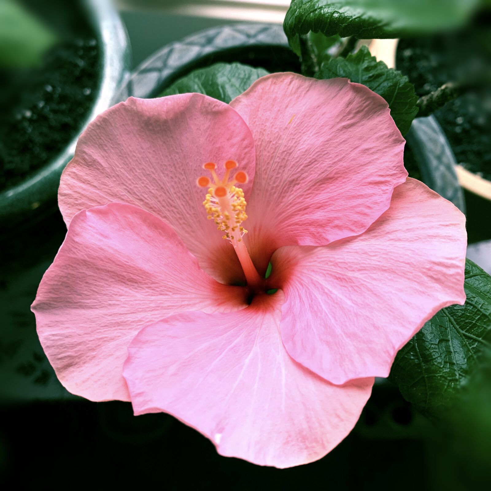 iPhone XR back camera 4.25mm f/1.8 sample photo. Amaryllis, blooms, flower photography