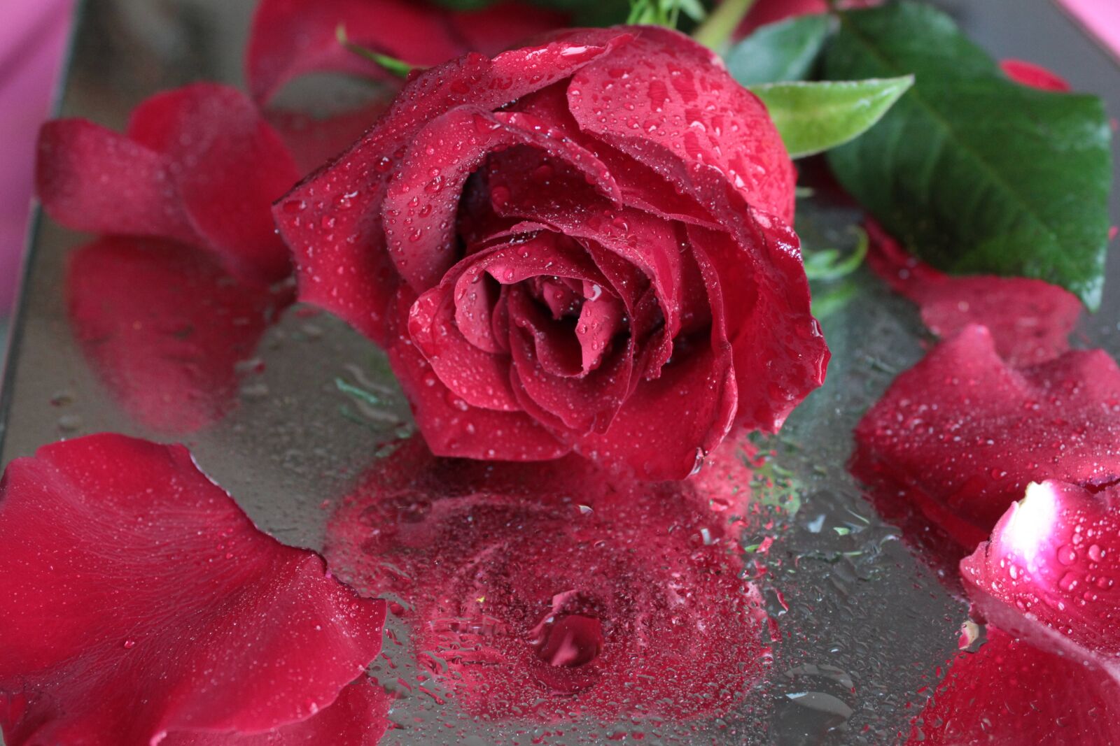 Canon EOS 600D (Rebel EOS T3i / EOS Kiss X5) sample photo. Rose, flower, red rose photography