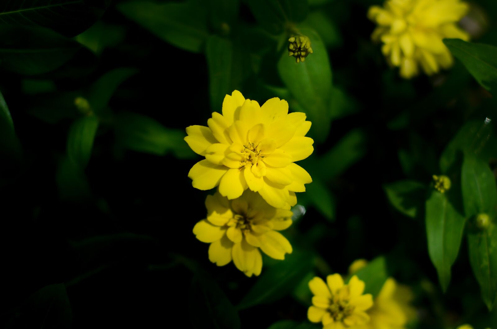 Nikon D7000 sample photo. Beautiful, flower, garden photography