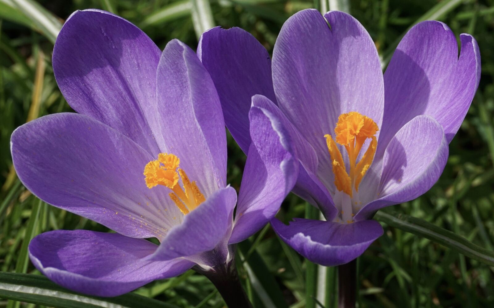 Sony DT 55-300mm F4.5-5.6 SAM sample photo. Crocus, schwertliliengewaechs, flower photography