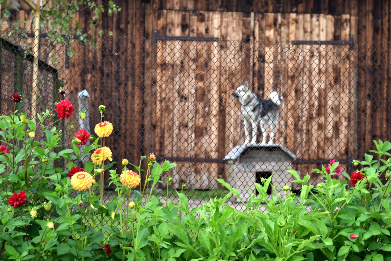 Nikon D3300 sample photo. Dog, kennel, village photography