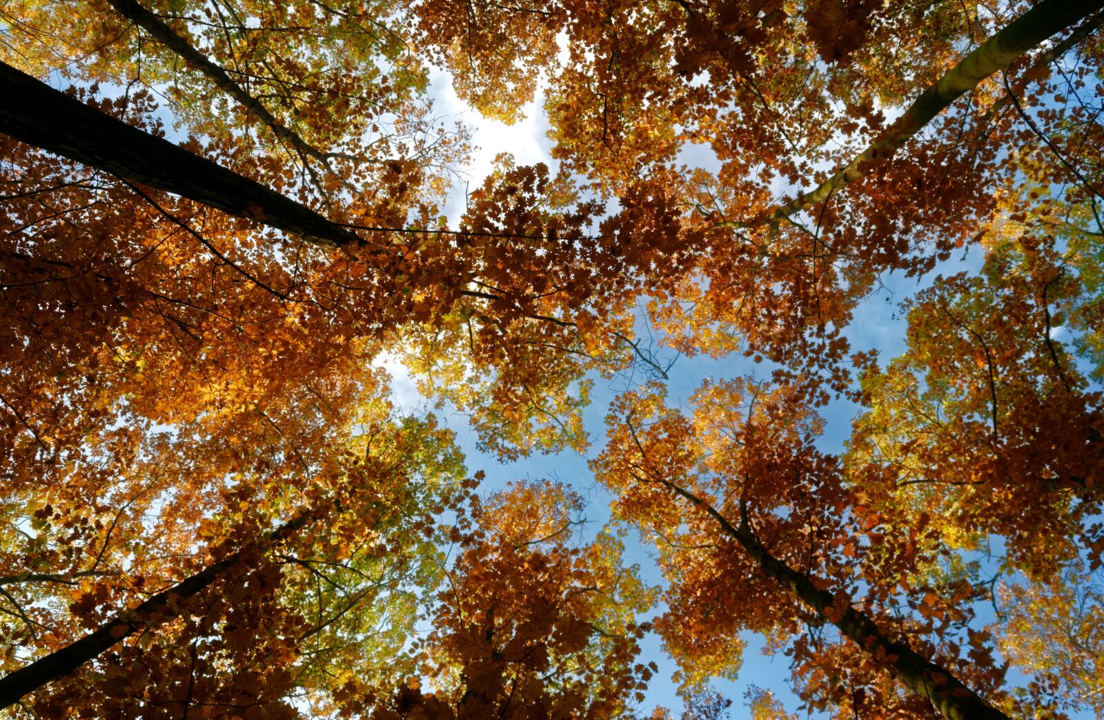 Nikon D3100 sample photo. Landscape, leaves, dry photography