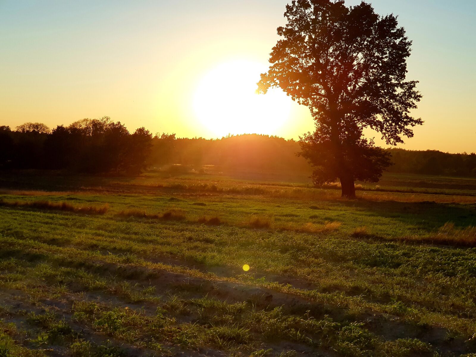 Samsung SM-N950F sample photo. Sunset, tree, field photography