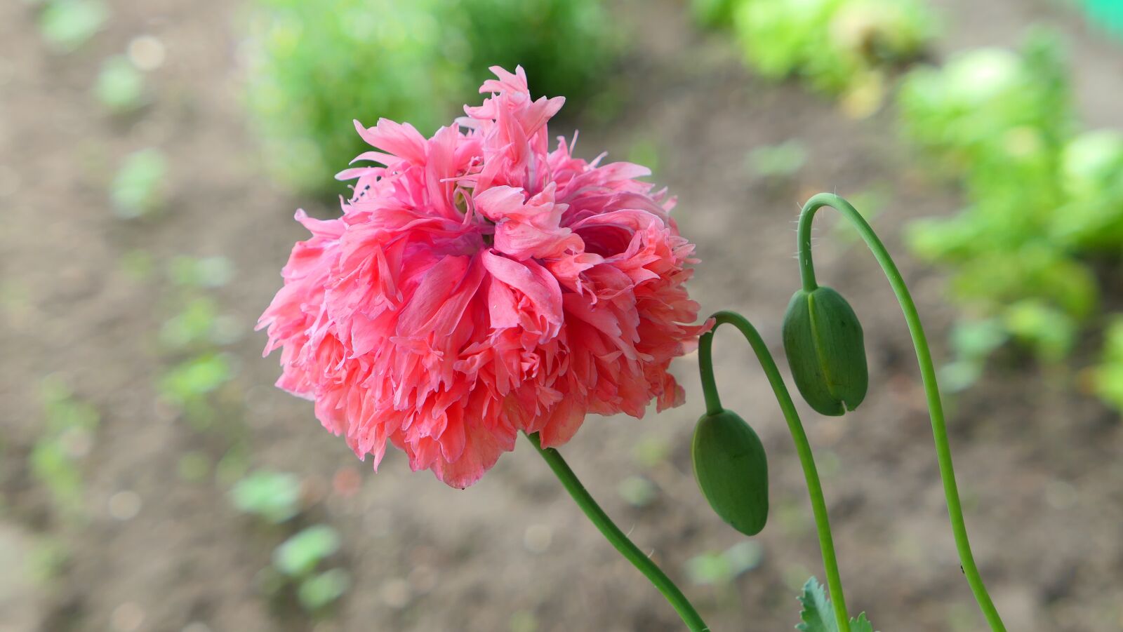 Panasonic Lumix DMC-LX10 (Lumix DMC-LX15) sample photo. Poppy, flower, garden photography