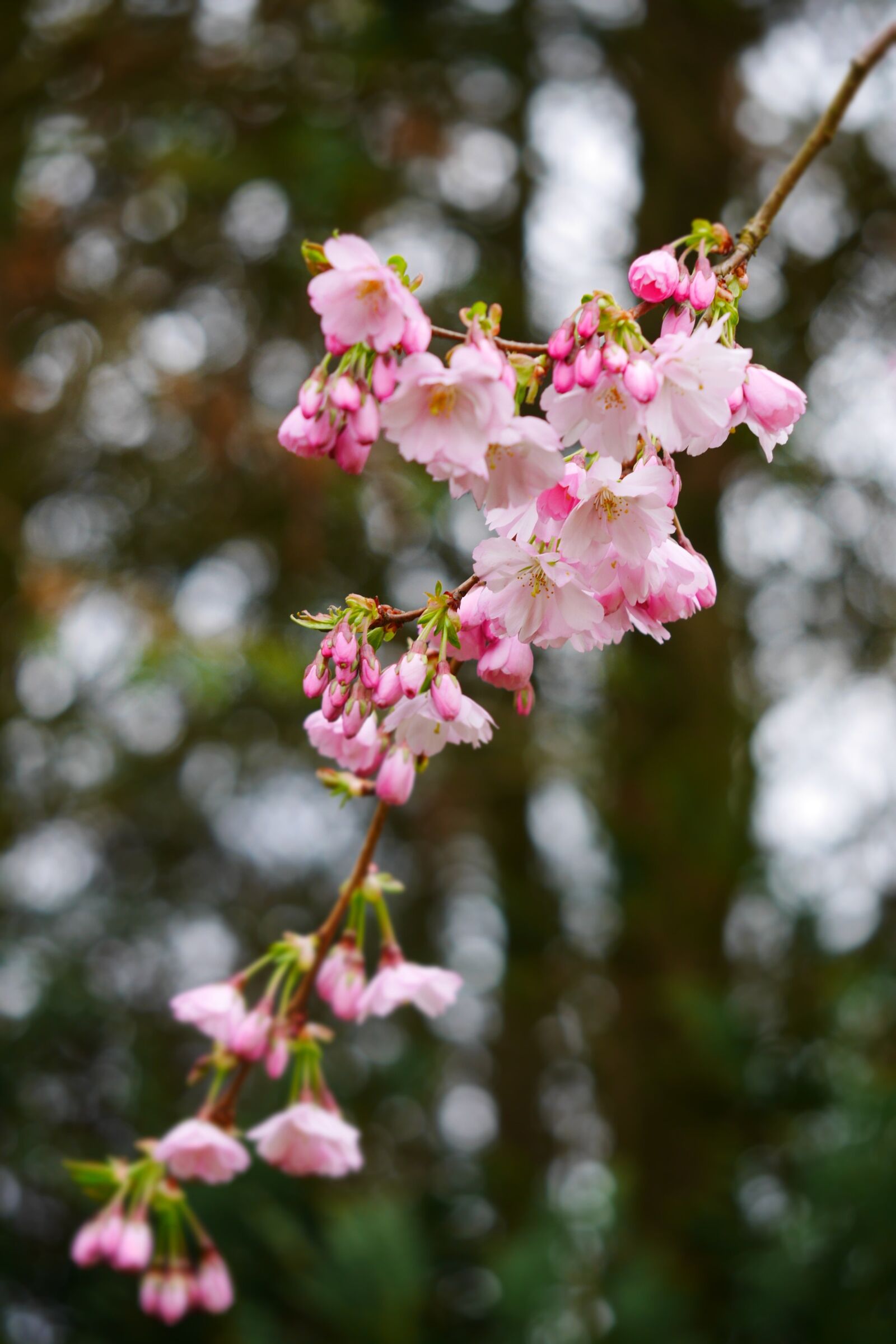 Panasonic Lumix DMC-GX7 sample photo. Flowers, bloom, nature photography