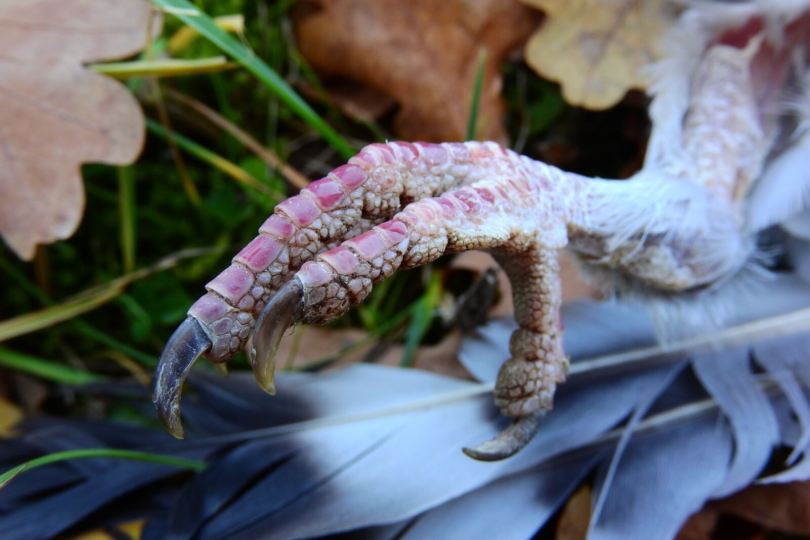 Nikon Coolpix P610 sample photo. Claw, foot, bird photography