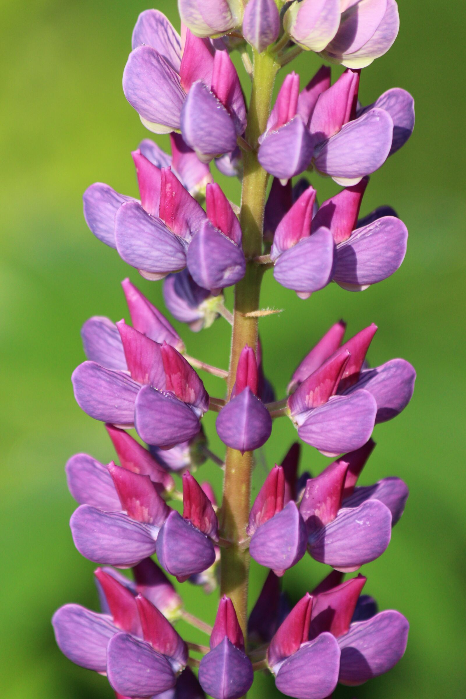 Canon EOS 650D (EOS Rebel T4i / EOS Kiss X6i) sample photo. Lupine, flower, morning photography
