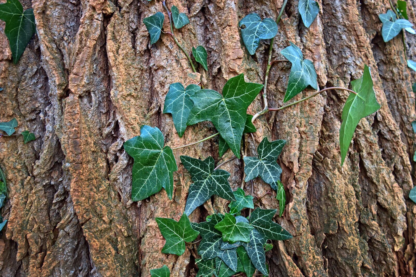 Sony Cyber-shot DSC-RX100 sample photo. Tree, trunk, bark photography