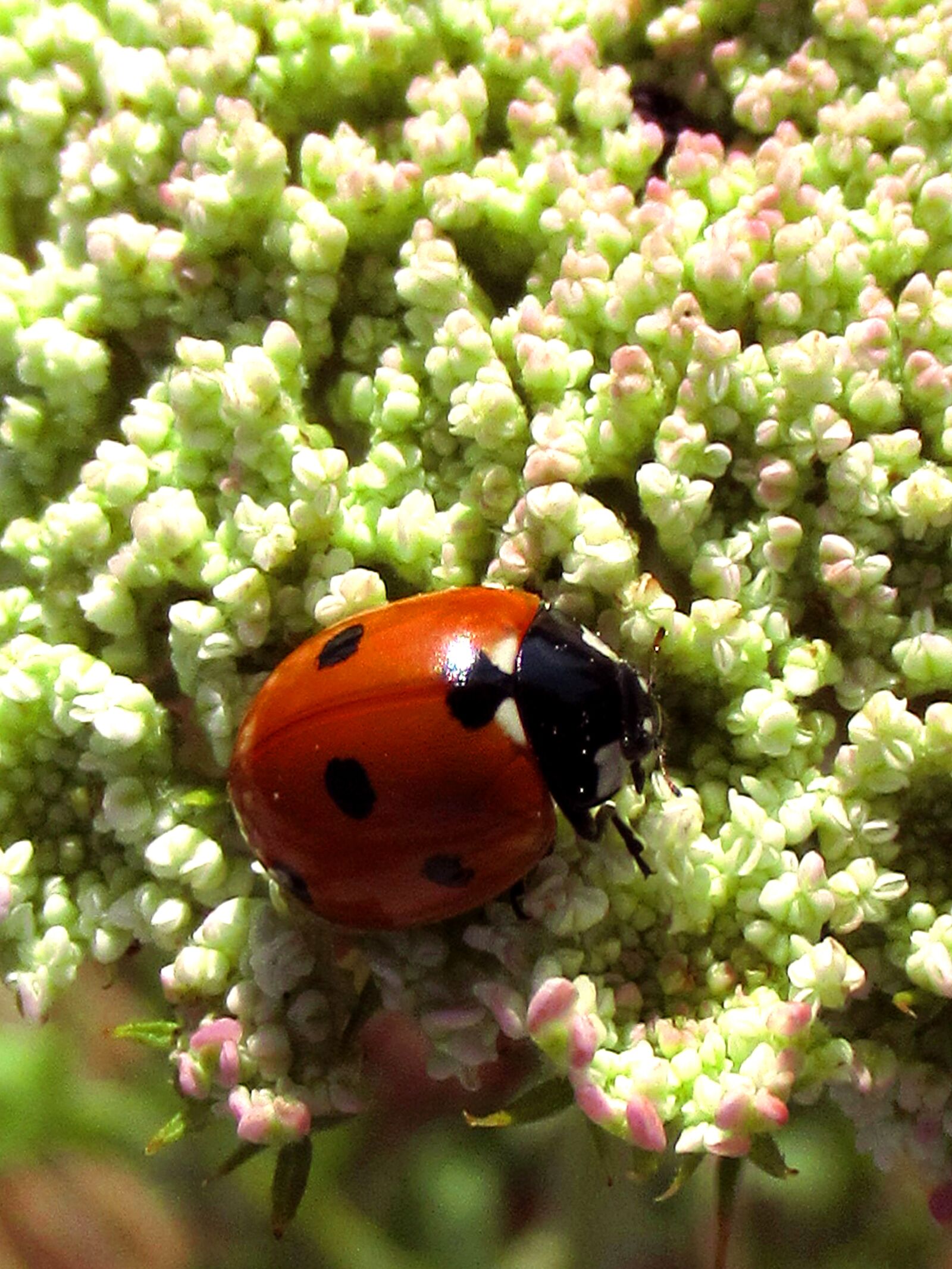 Canon PowerShot SX620 HS sample photo. Ladybug, ladybird, insect photography