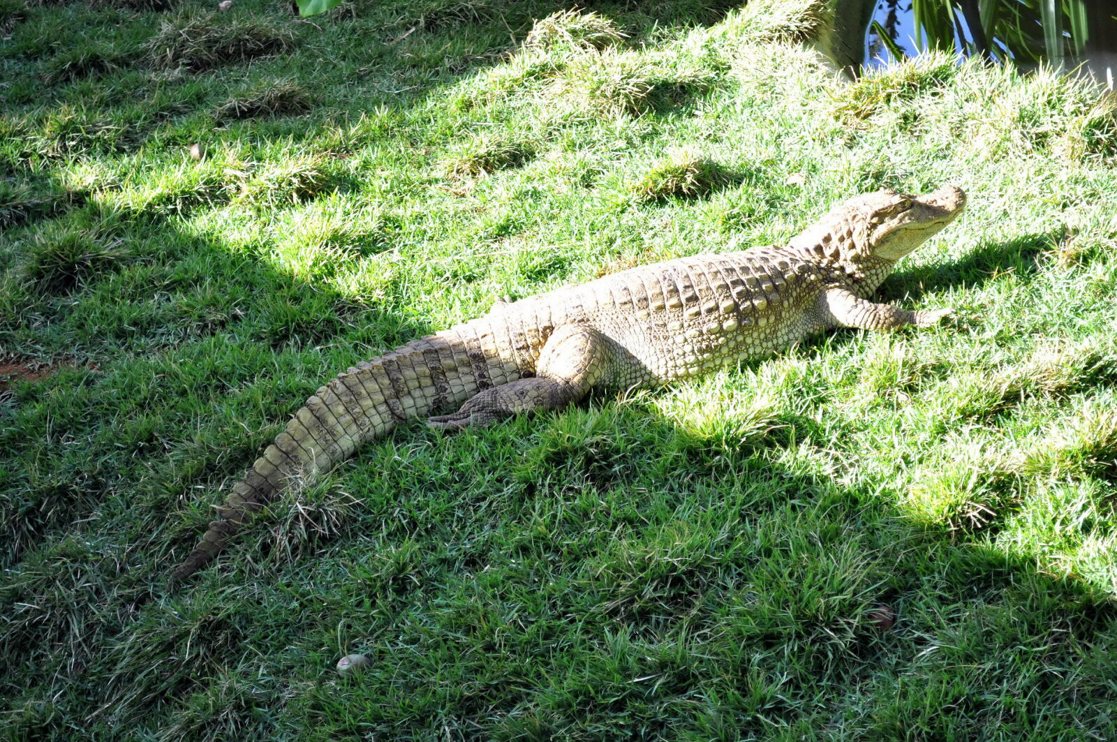 Nikon D5000 sample photo. Gator, sunning, lake photography