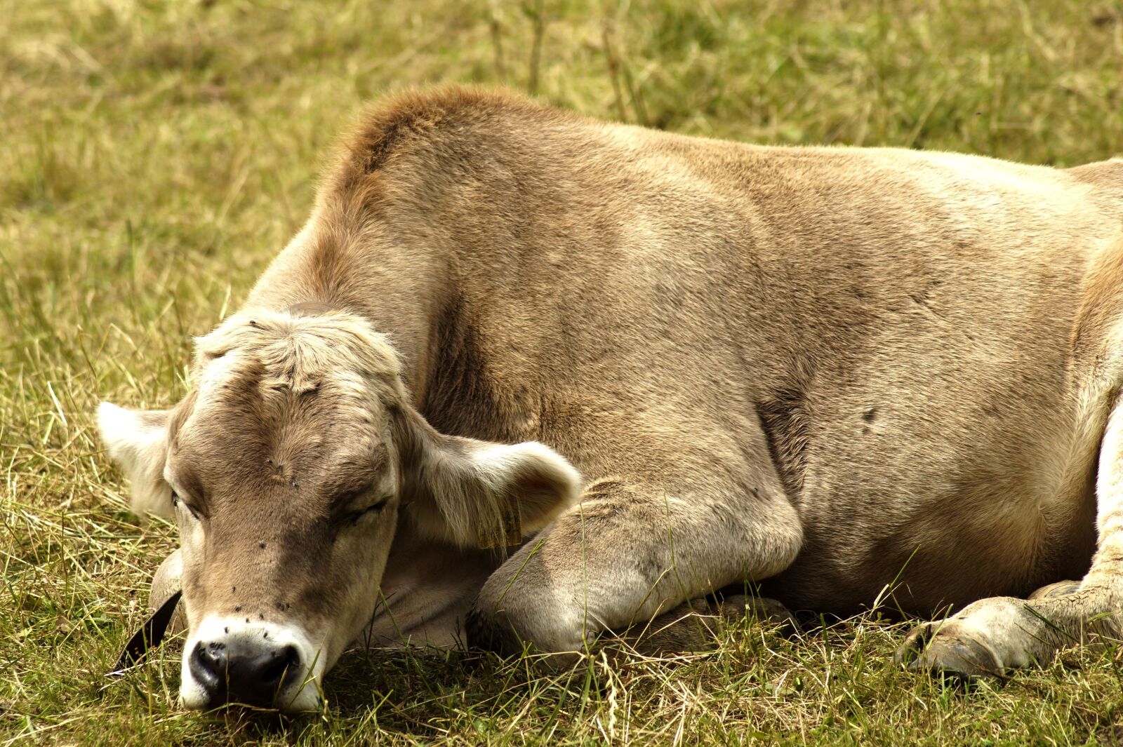 Sony SLT-A58 sample photo. Cow, sleeping, meadow photography
