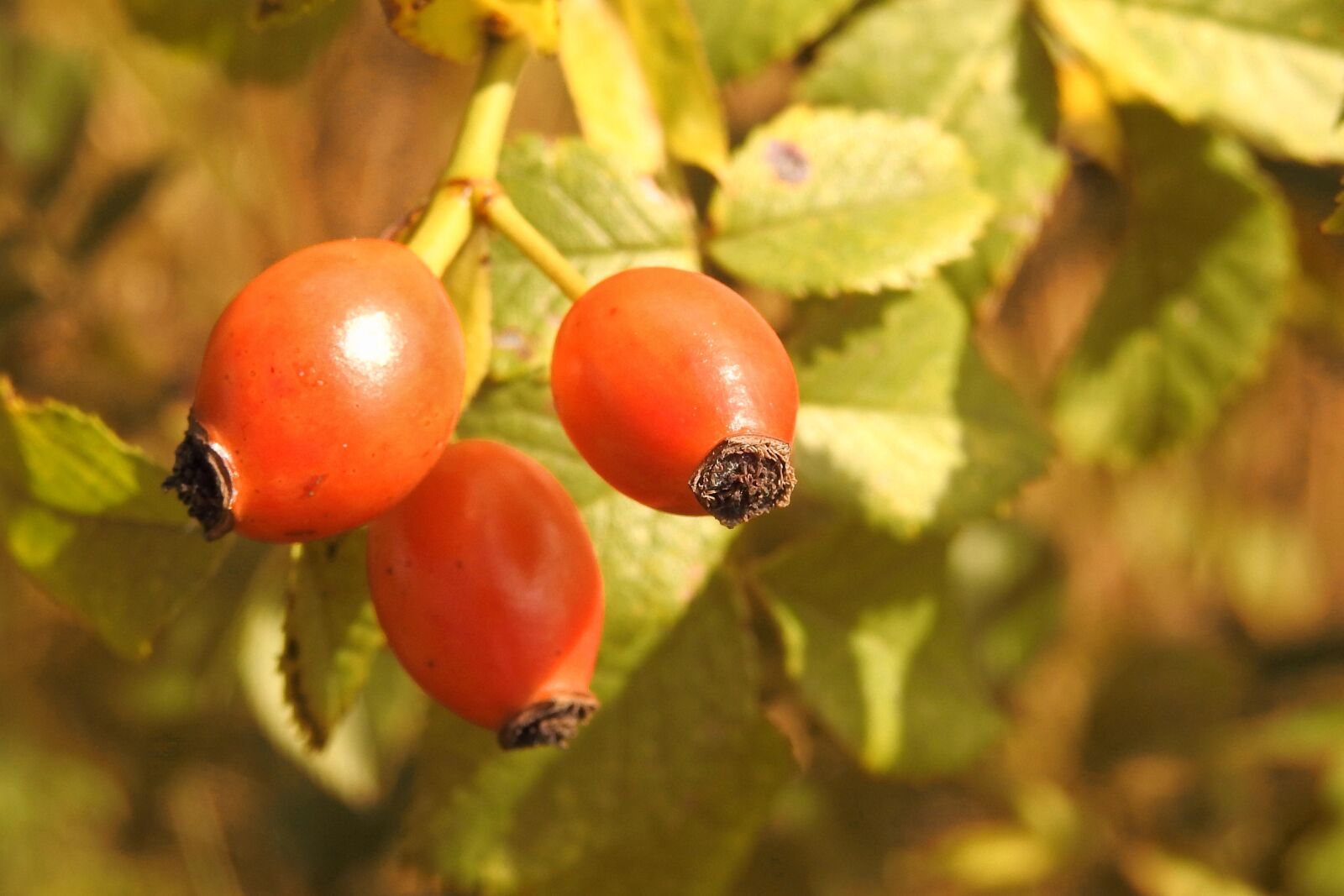 Nikon Coolpix P900 sample photo. Rose hip, red, wild photography