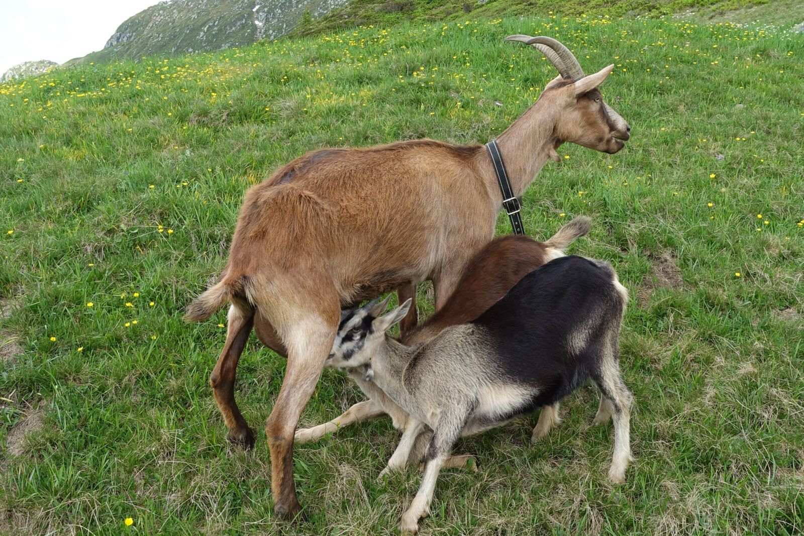 Sony Cyber-shot DSC-RX100 IV sample photo. Goat, agriculture, animals photography