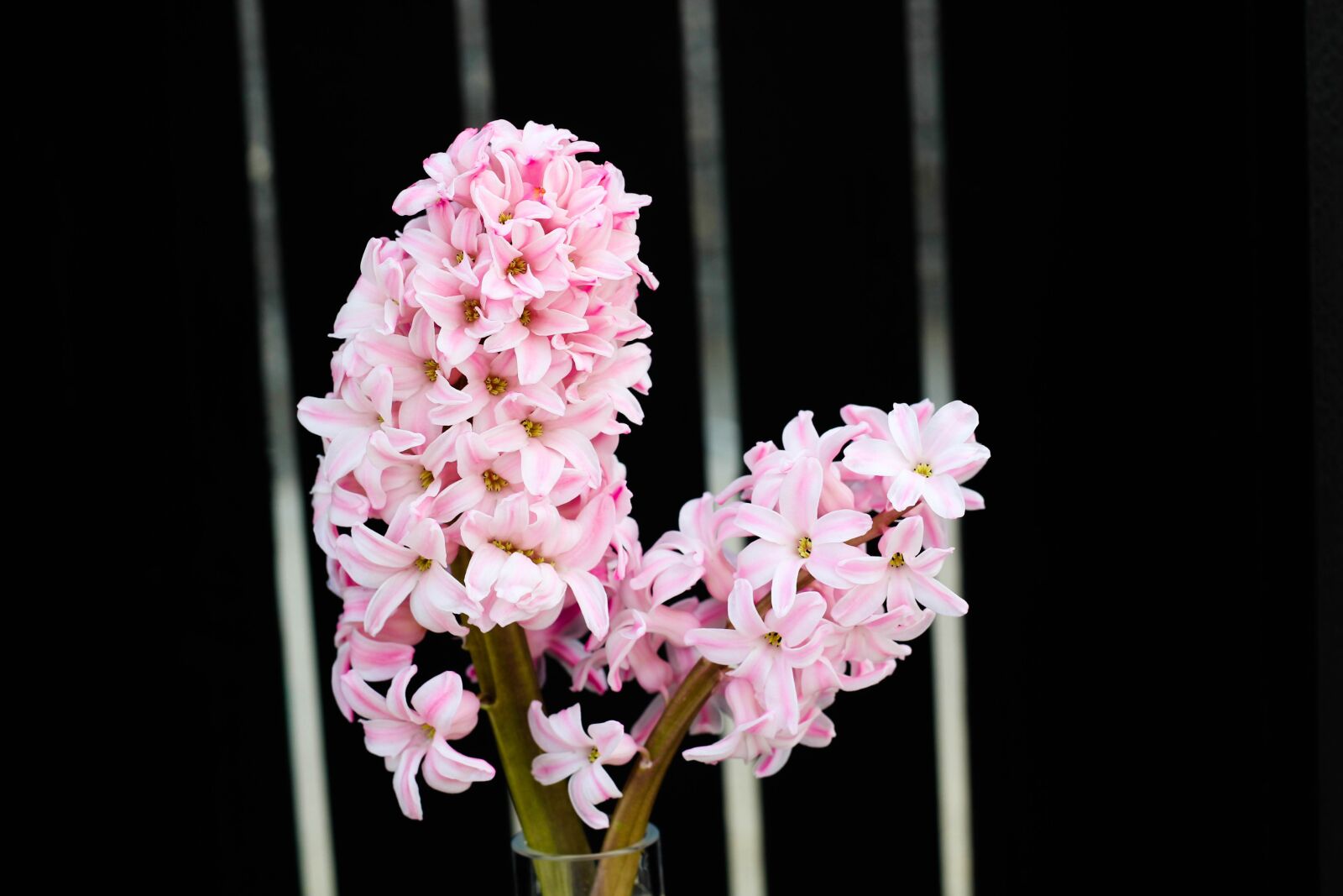 Canon EOS 1300D (EOS Rebel T6 / EOS Kiss X80) sample photo. Flower, flora, nature photography