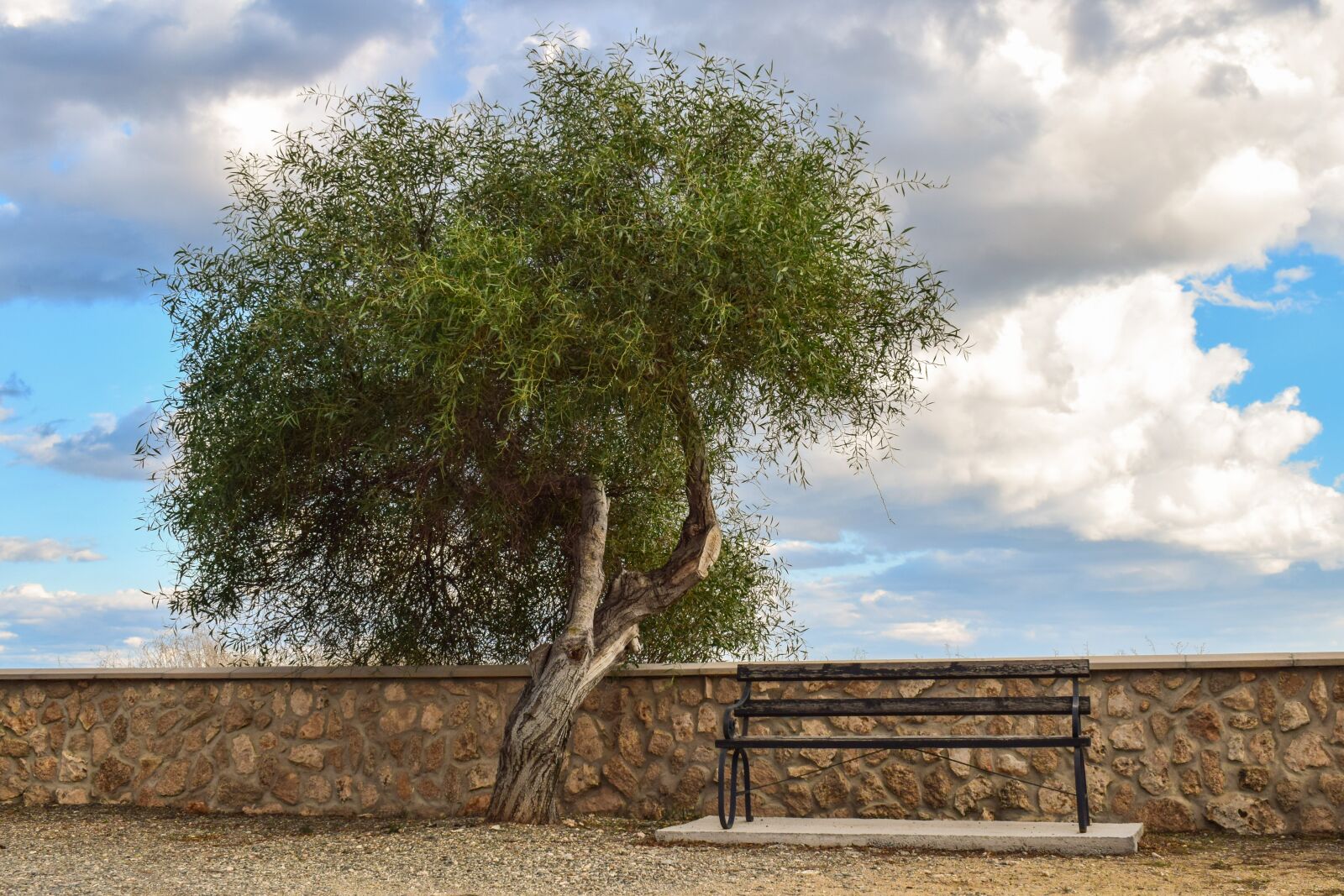 Nikon D3300 sample photo. Tree, bench, scenery photography
