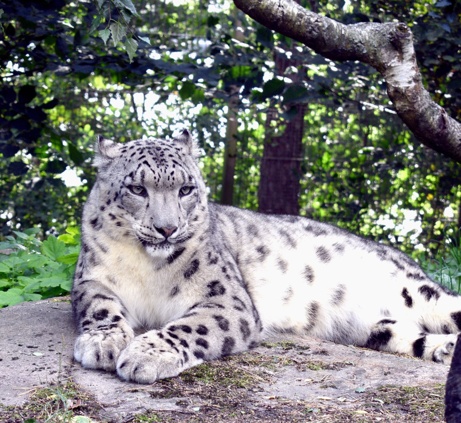 Nikon D3300 sample photo. Korkeasaari zoo, zoo finland photography