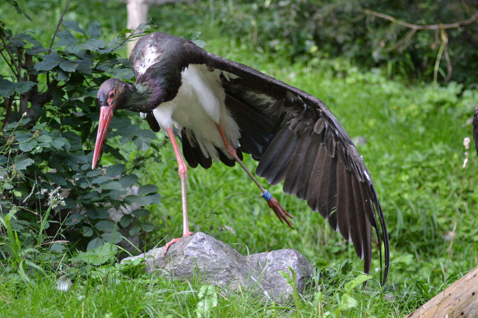 Nikon D3100 sample photo. Beak, black, and, white photography