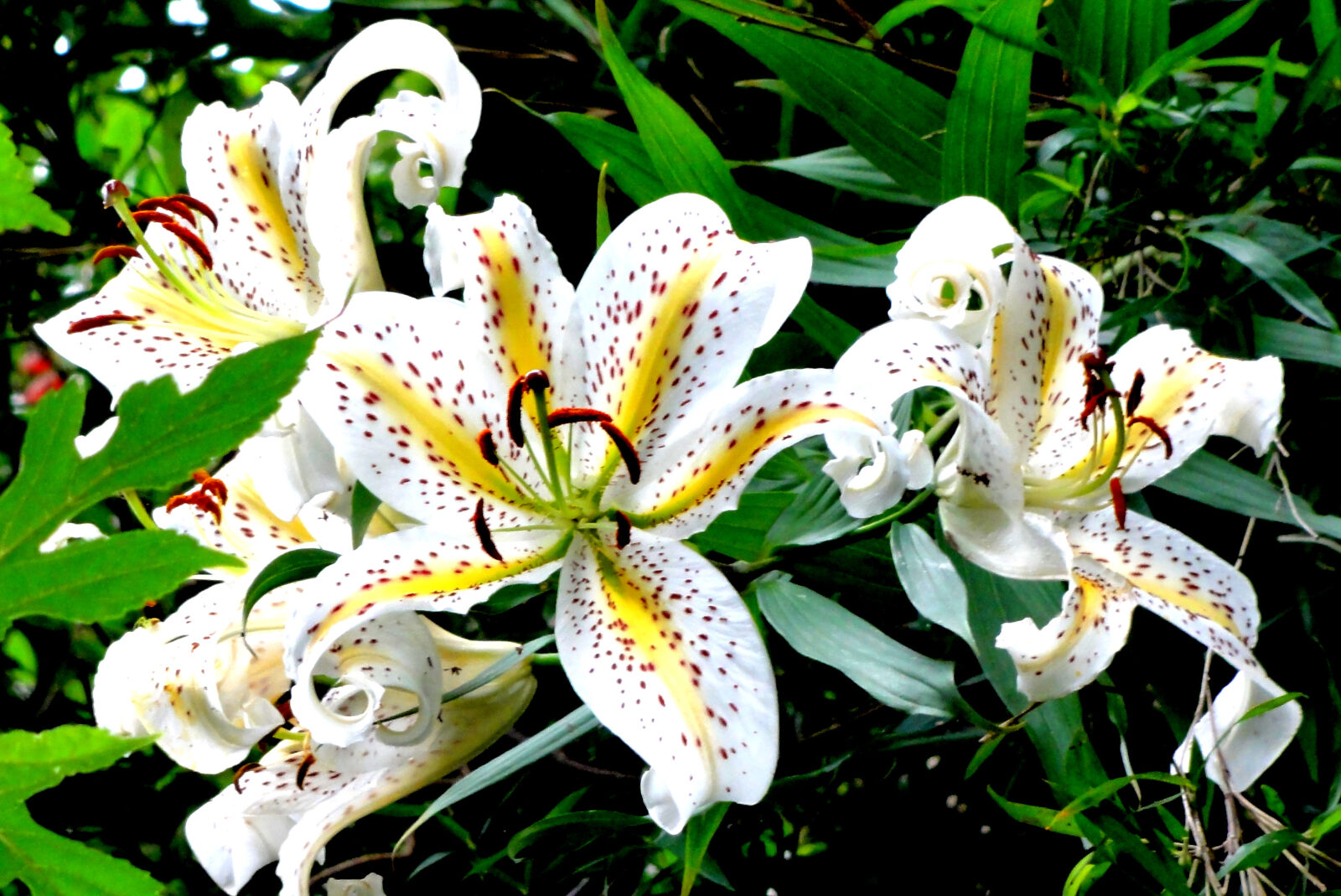 Sony DSC-HX5V sample photo. Flower photography