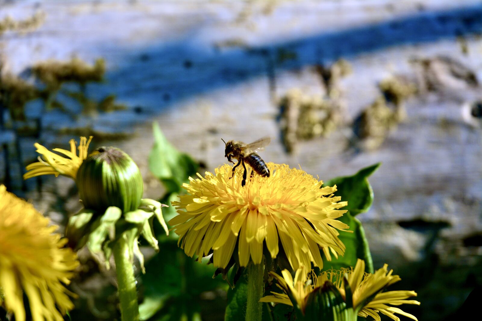Nikon D5200 sample photo. Bee, nature, insect photography