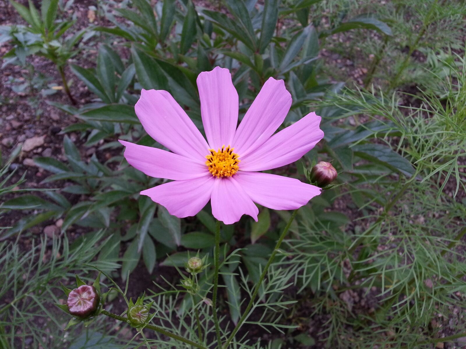 Samsung Galaxy S3 sample photo. Flower, cosmos, petals photography
