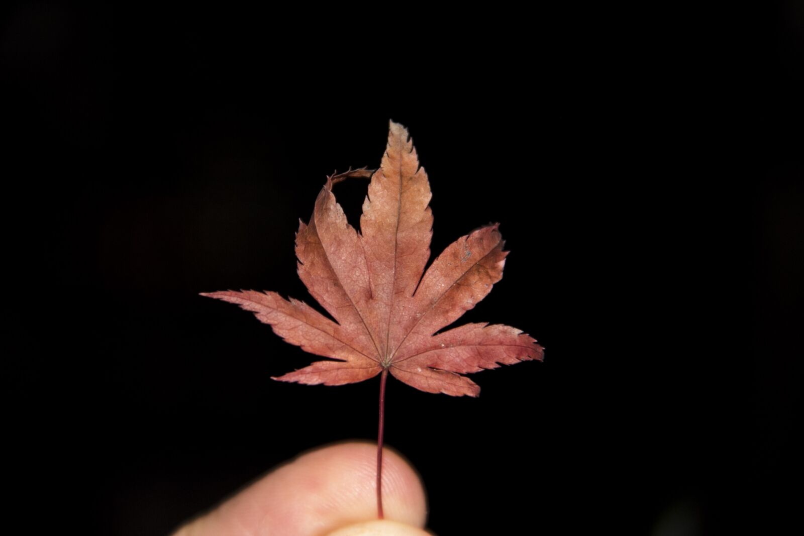 Canon EOS 60D sample photo. Nature, leaf, leaves photography