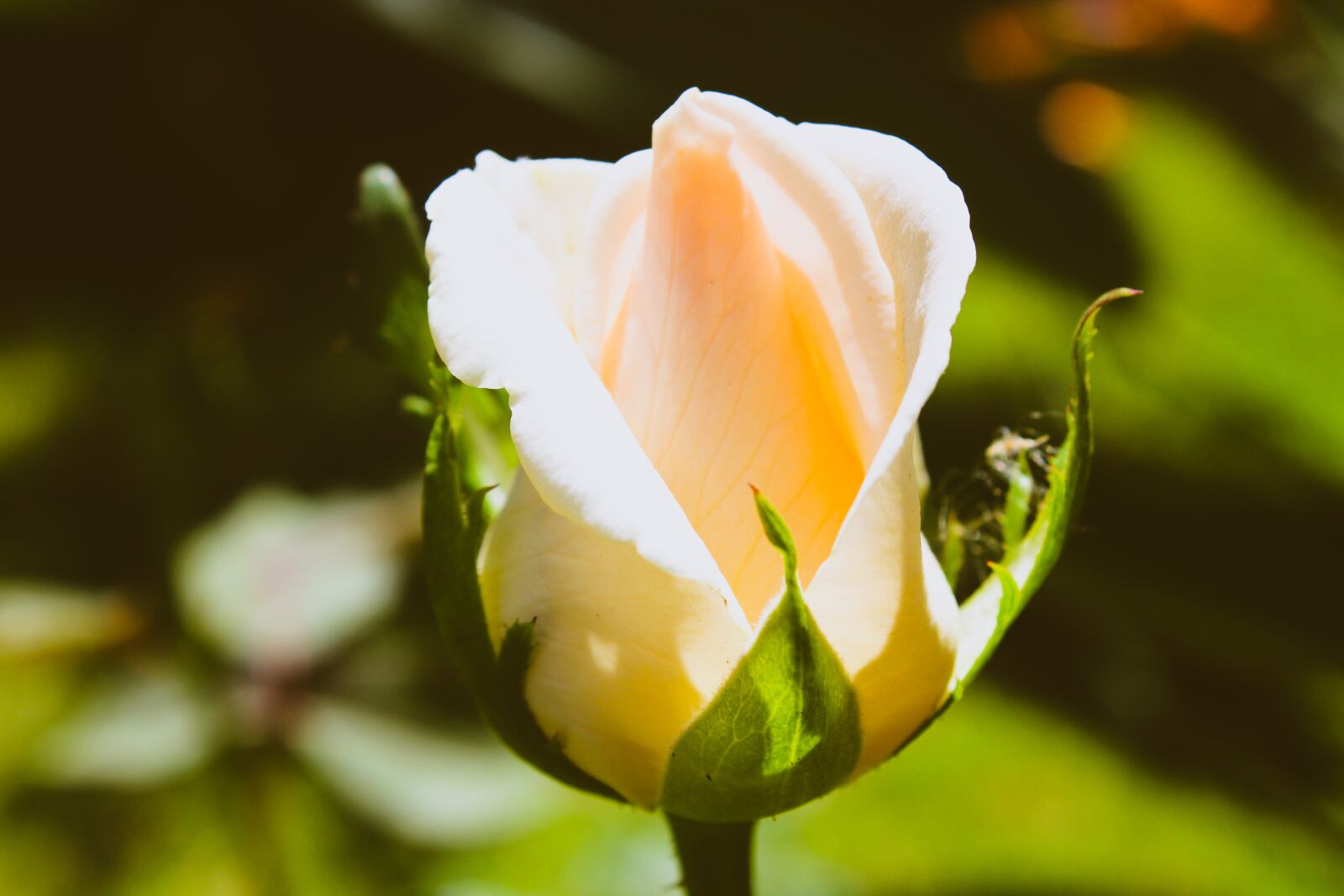 Canon EOS 1300D (EOS Rebel T6 / EOS Kiss X80) sample photo. Nature, roses, flowers photography